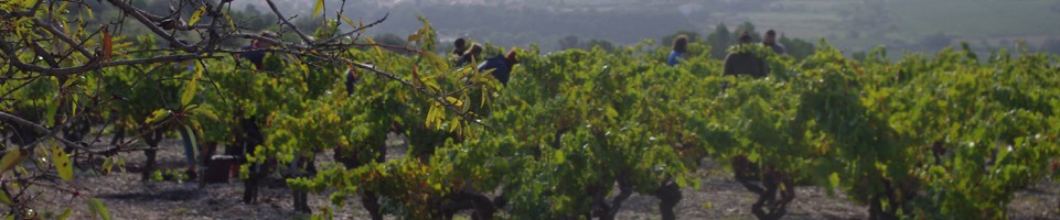 Välkommen till Mas Champart! Druvorna skördas för hand på kullarna hos producenten Mas Champart i Saint-Chinian, Languedoc.